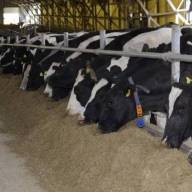 W Rosji powstaje ogromna ferma mleczna. Pomieści 18 tys. sztuk bydła. 
