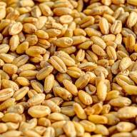 13.05.2024 Ceny skupu zbóż, kukurydzy, oleistych i strączkowych: pszenica z solidną podwyżką