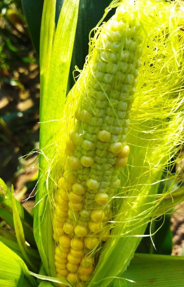 upaly rosliny kukurydza 1 nowicki cenyrolnicze pl