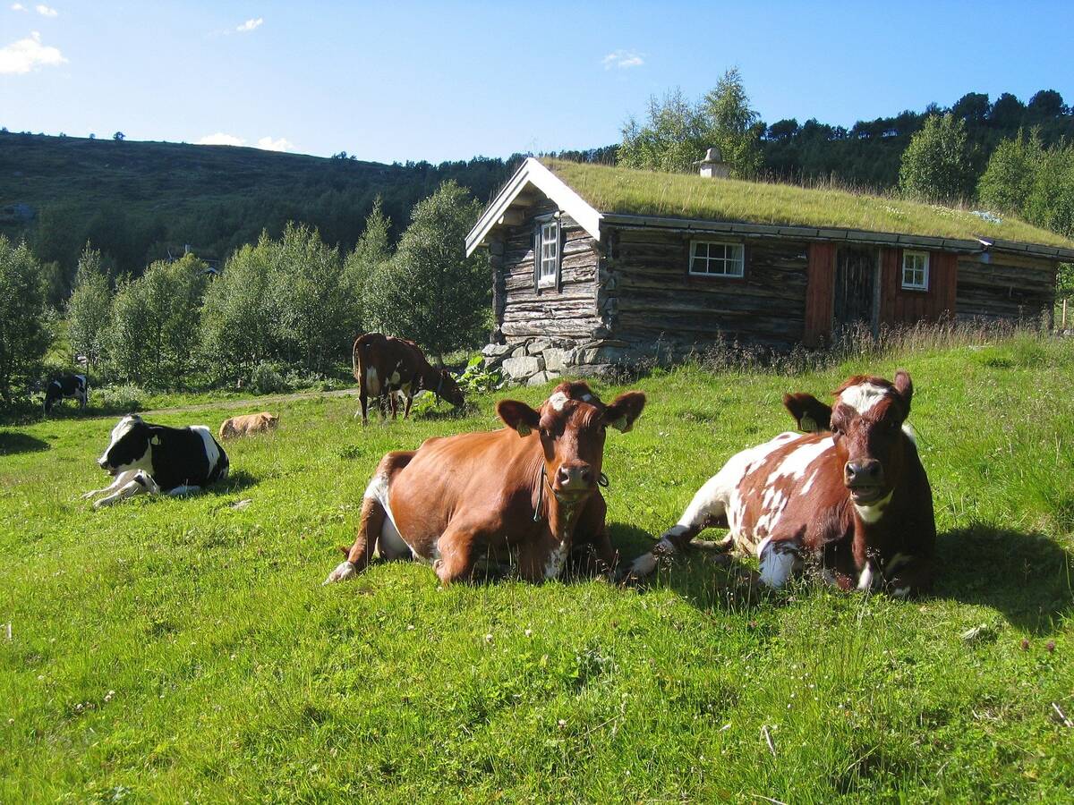 bydlo norweskie czerwone pixabay portal ceny rolnicze pl