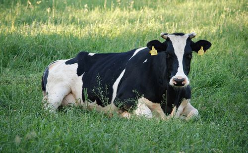 krowa lezy na pastwisku ceny rolnicze pl 