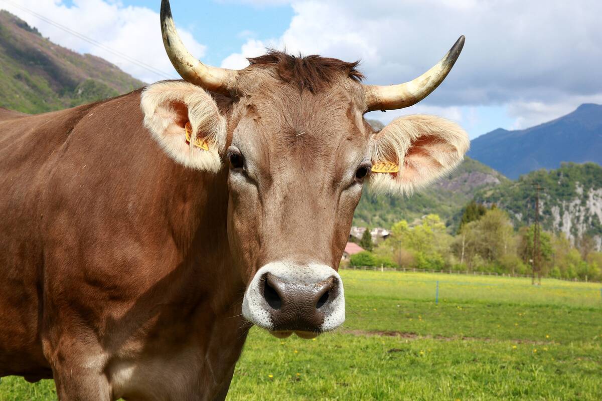 krowa rogi gory pixabay portal cenyrolnicze pl