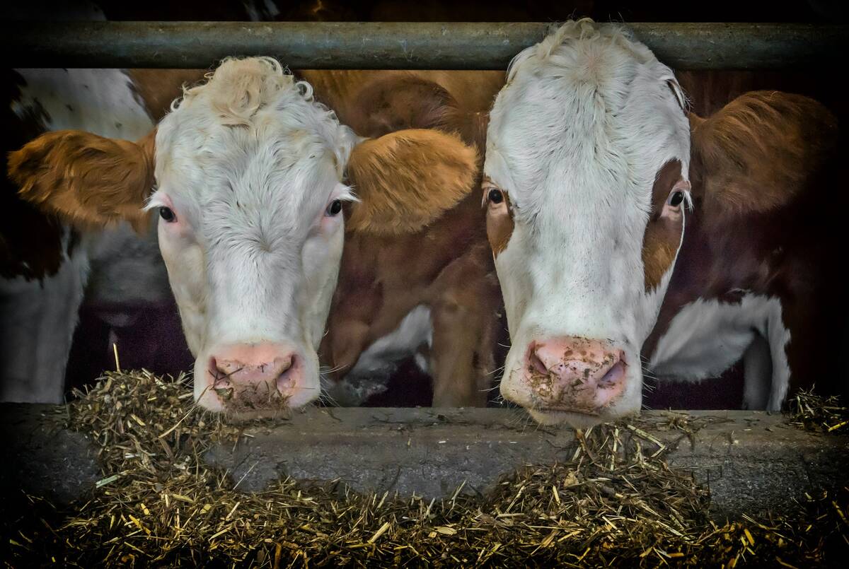 krowy bydlo jedza kiszonka pixabay portal ceny rolnicze pl