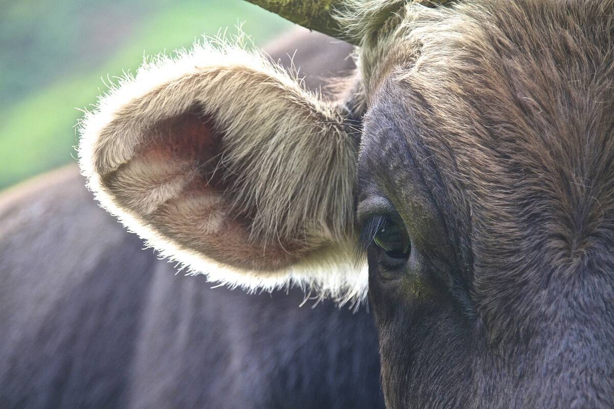 ucho krowa pixabay portal cenyrolnicze pl