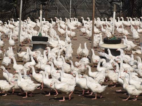 kaczki rzeźne, ptasia grypa, H5N1
