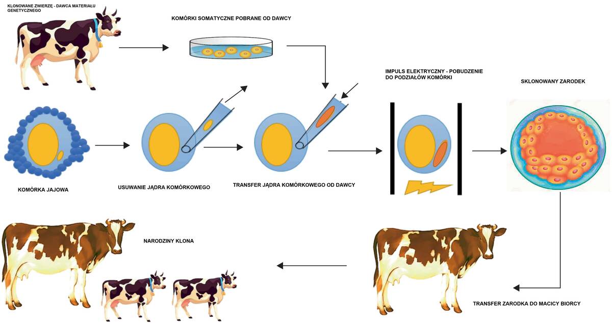 klonowanie krowy schemat journal stemcellsintern portal cenyrolnicze pl