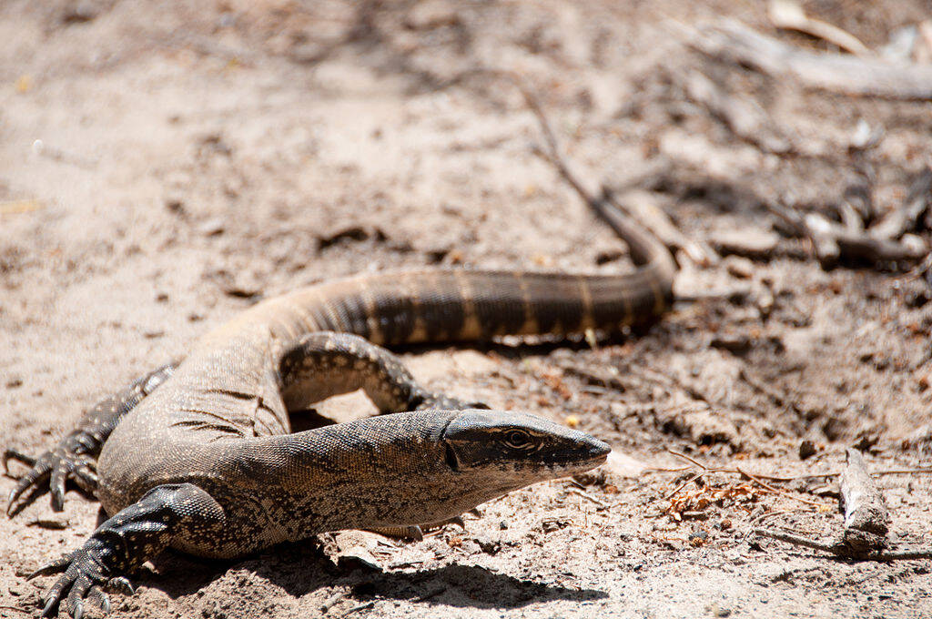 varanus rosenbergii wikimedia portal cenyrolnicze pl