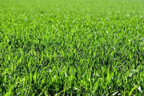 zielona trawa murawa cenyrolnicze pl krugielka