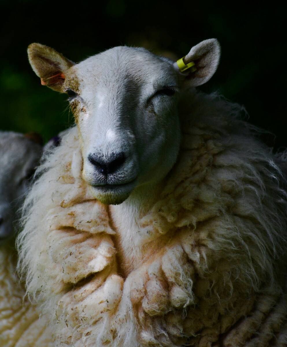 owca portret pexels portal cenyrolnicze pl