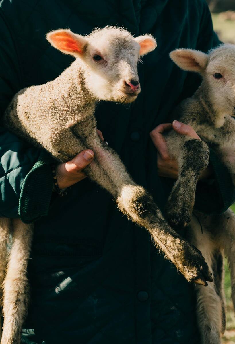 owce na rekach pexels portal cenyrolnicze pl