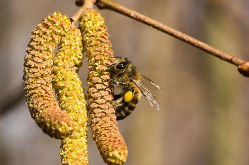 dzikie pszczoły w polskich lasach