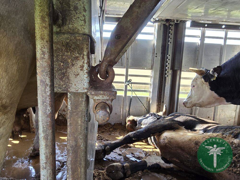 padła krowa, nieprawidłowości w transporcie zwierząt
