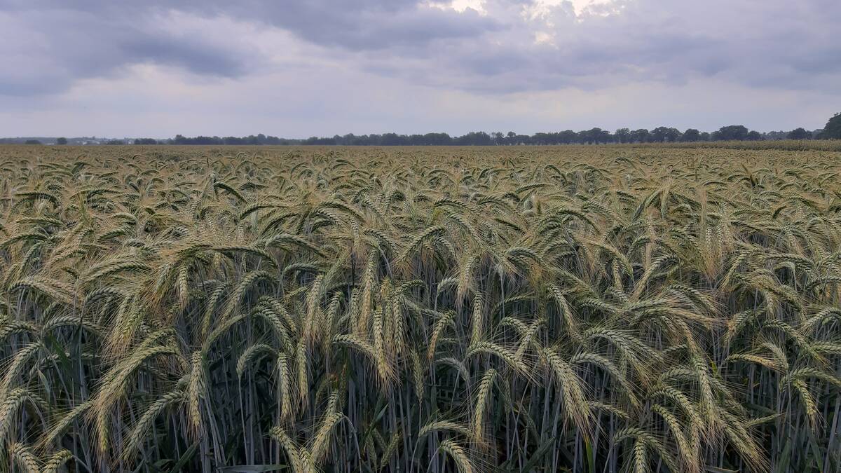 pszenżyto, uprawa pszenżyta