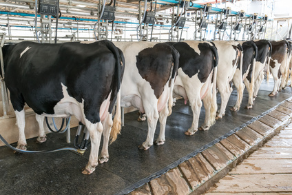 bydlo tmr w zywieniu krow mlecznych portal ceny rolnicze pl alicja matysiak 
