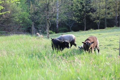 agroekosystem one health wspolne zdrowie owce