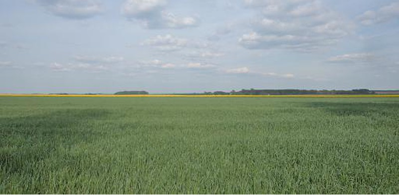 ziemia rolna rzepak skracac w fazie 4 do 6-lisci w cieple dni portal ceny rolnicze pl 
