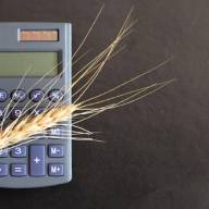15.04.2024 Ceny zbóż, kukurydzy, oleistych i strączkowych: bez większych ruchów