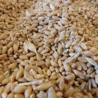 17.04.2024 Ceny zbóż, kukurydzy, oleistych i strączkowych: średnie ceny zbóż lekko w górę, rzepak w dół