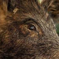 Zabójcze dzikie świnie: coraz więcej śmiertelnych ofiar ataków 