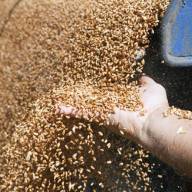 Jest projekt rozporządzenia dotyczącego dopłat do zbóż. Ile do hektara?