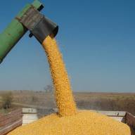 Ogromne straty producentów kukurydzy na ziarno. Na drugim biegunie burak cukrowy 