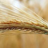 28.06.2024 Ceny skupu zbóż, kukurydzy, oleistych i strączkowych: jakie propozycje za jęczmień z nowych zbiorów?