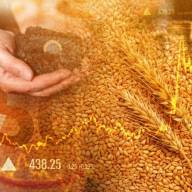 Co nas czeka na rynku zbóż w najbliższych miesiącach? Jak będą kształtować się ceny?
