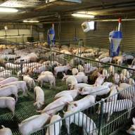  W pierwszym półroczu 2024 r. zlikwidowano w Polsce łącznie 1923 stada świń. Znikają głównie średnie gospodarstwa 