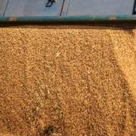 24.07.2024 Ceny skupu zbóż, kukurydzy, oleistych i strączkowych: ziarno i rzepak drożeją 