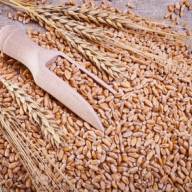 26.07.2024 Ceny skupu zbóż, kukurydzy, oleistych i strączkowych: delikatne wahania w cennikach, rzepak znów tańszy