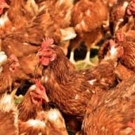 26.07.2024 Ceny skupu kurczaka i sprzedaży tuszki: drób wciąż drożeje
