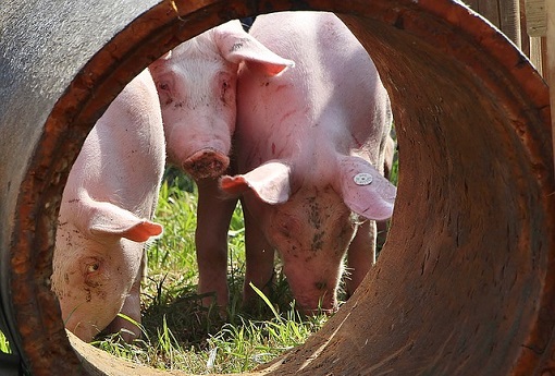 trzoda chlewna ceny swin w polsce ceny rolnicze pl 