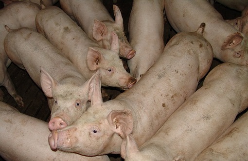asf swinie rzezne ceny swin tucznikow 
