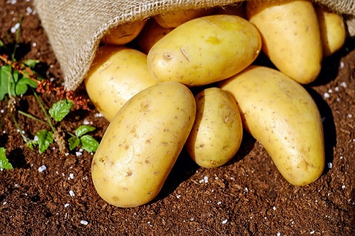 pozostale rosliny uprawne problem producentow ziemniaka 