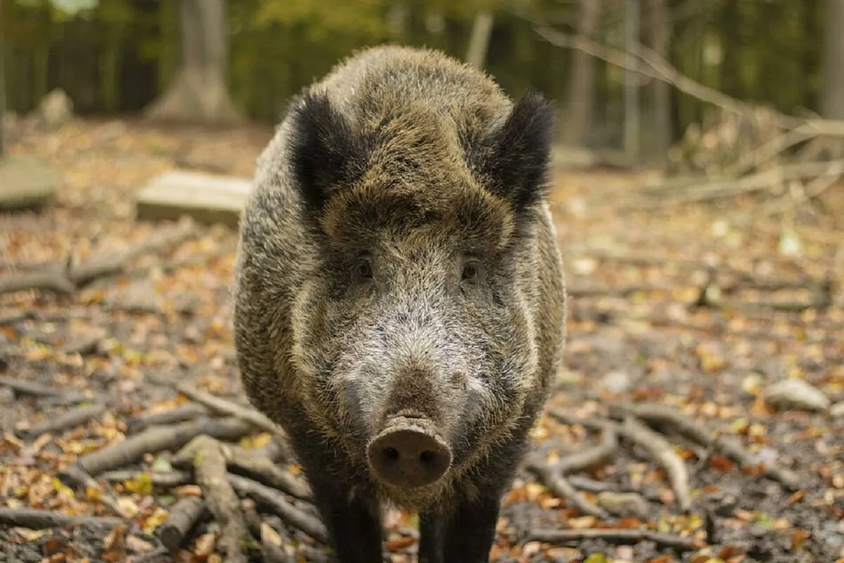 La France sur le point de développer un vaccin efficace contre la peste porcine africaine