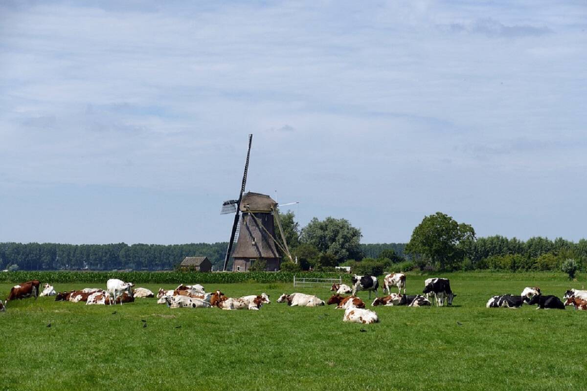 likwidacja gospodarstw, dopłata do likwidacji, Holandia 