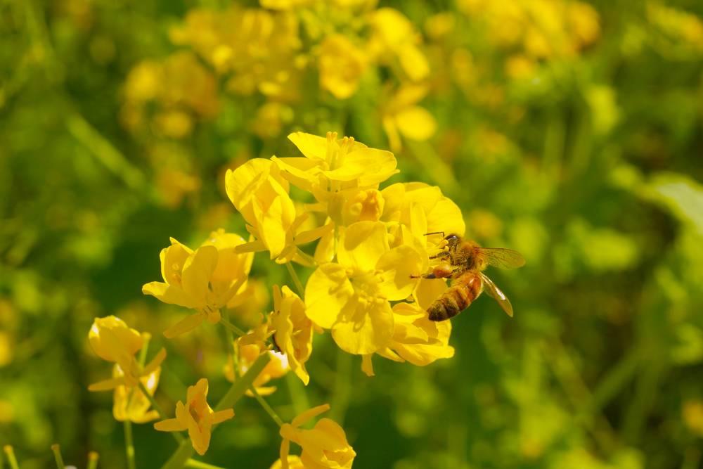 Pszczoła miodna w rzepaku foto cenyrolnicze pl 