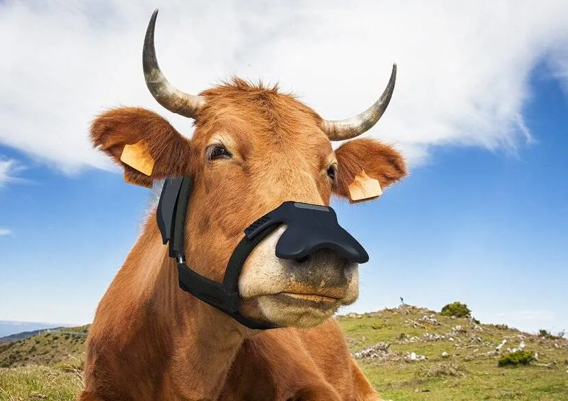 krowy, maski, metan