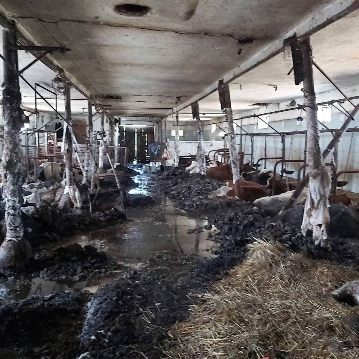 krowy truchlo koszmar podlaska policja cenyrolnicze pl