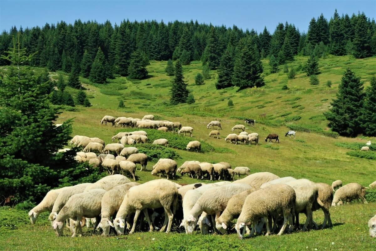 owce hala pixabay cenyrolniczE pl