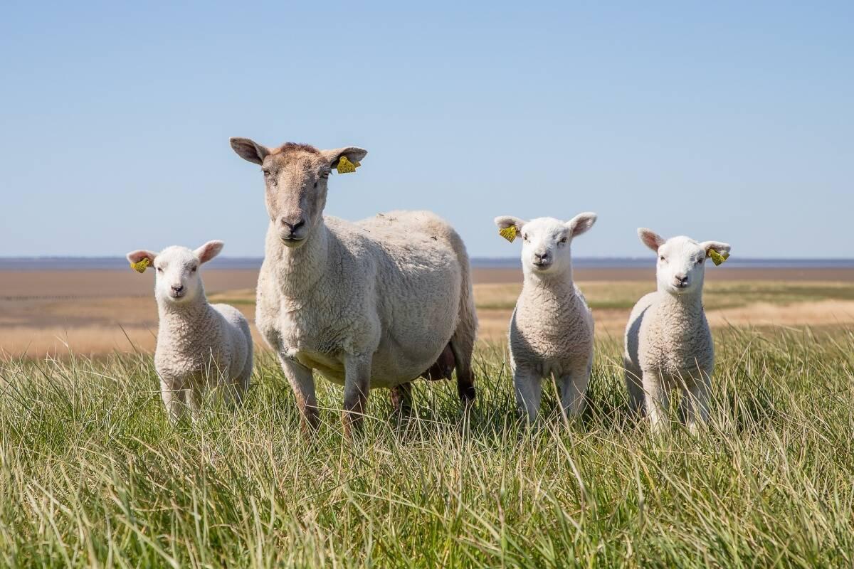 owce stoja hala pastwisko pixabay cenyrolnicze pl