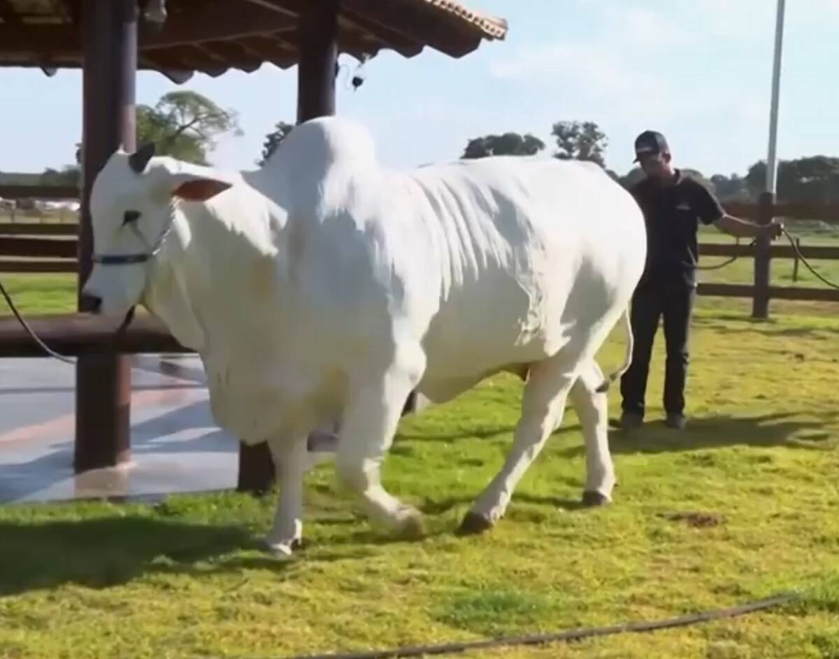 wielka krowa, rekord, Brazylia 