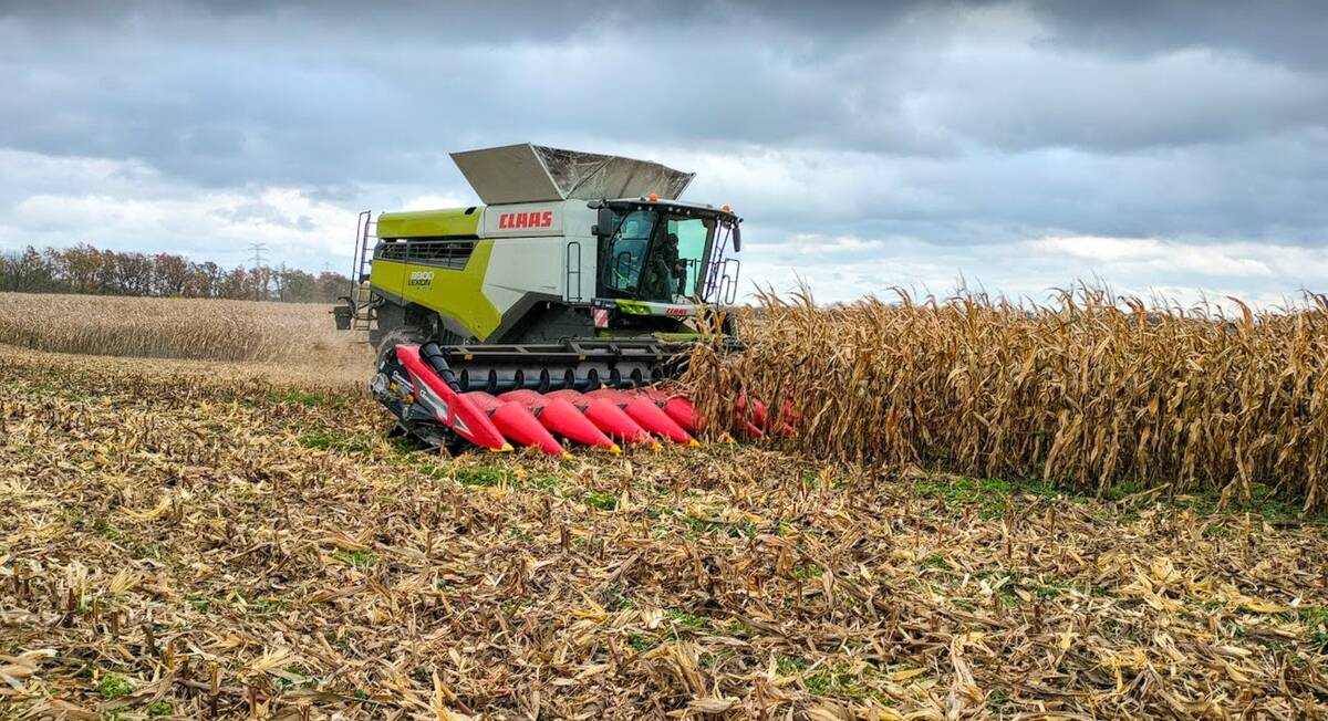 wiosenna alternatywa dla kukurydzy nowicki radek cenyrolnicze pl