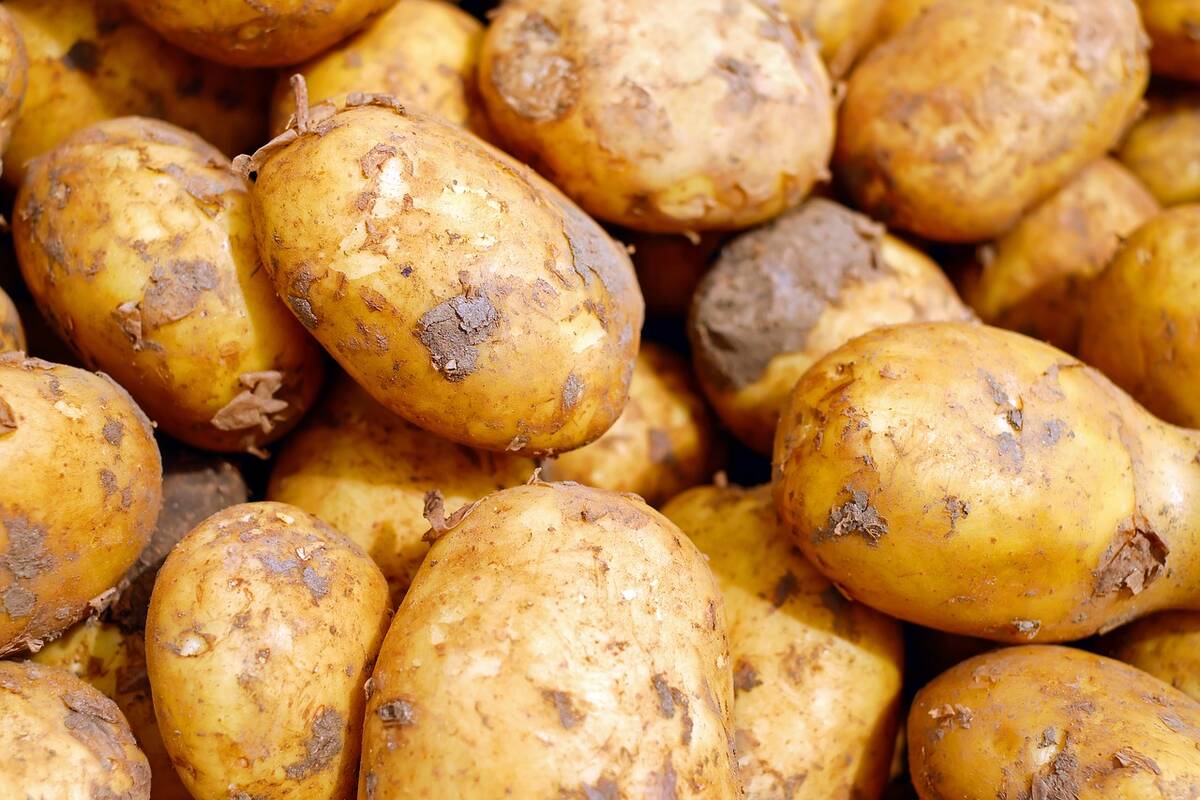 ziemniaki, sadzeniaki