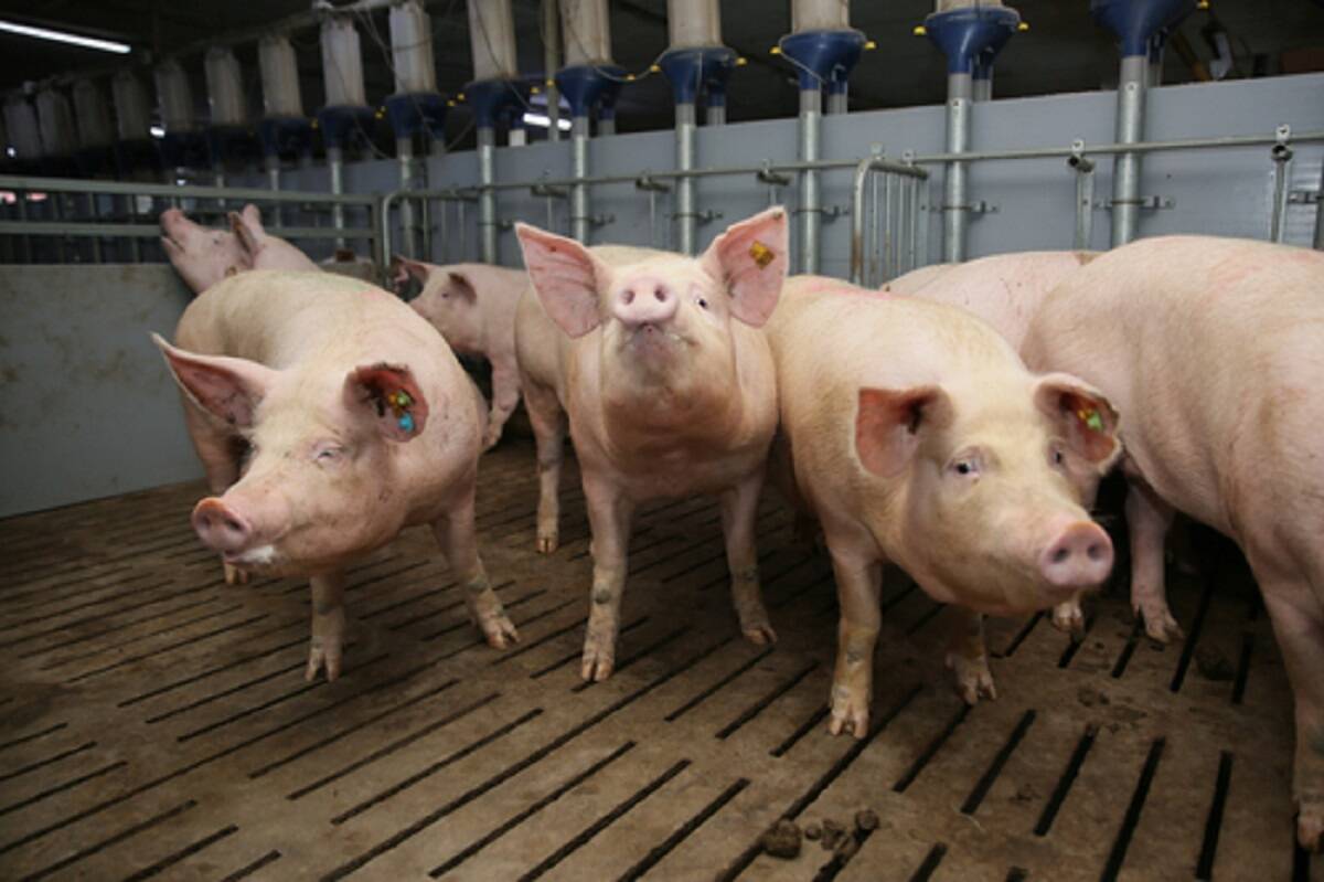 pogłowie świń w Niemczech, liczba świń w Niemczech, niemieckie pogłowie świń 