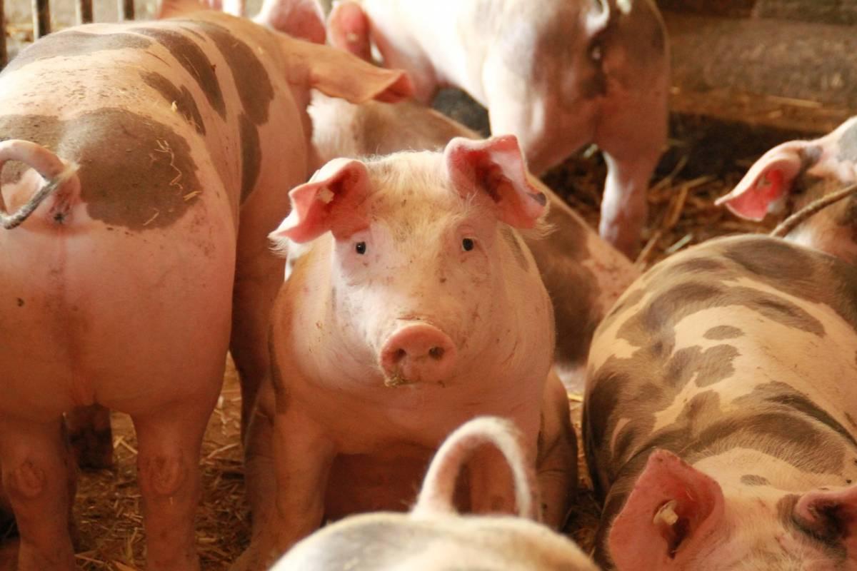 pogłowie świń, pogłowie świń w Holandii, koncentracja produkcji
