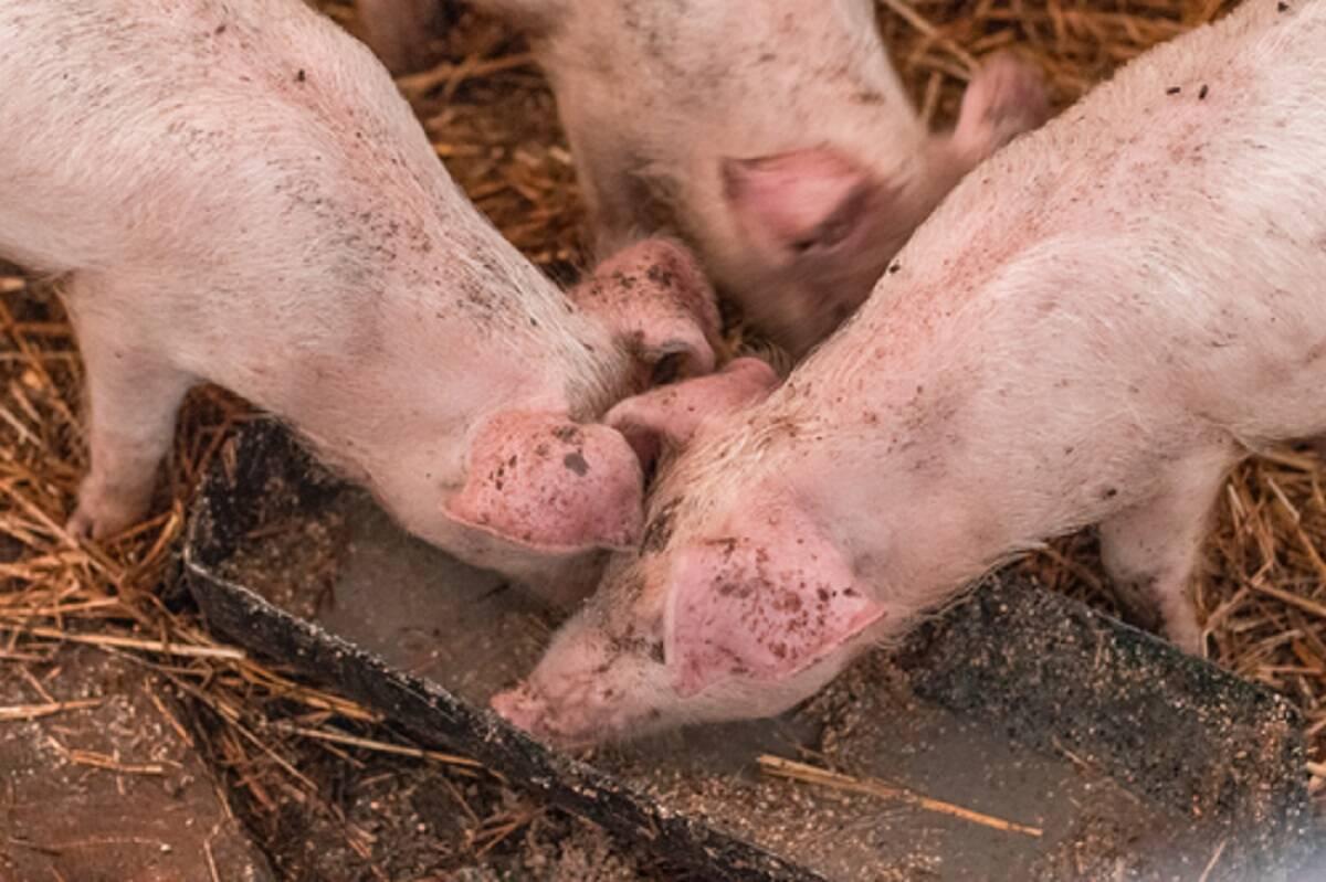 ASF, bioasekuracja, afrykański pomór świń