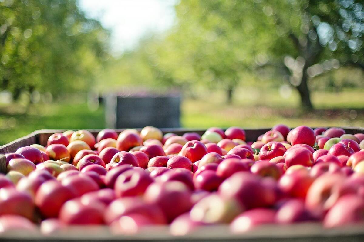 jabłka, sadownicy, koszty produkcji, eksport