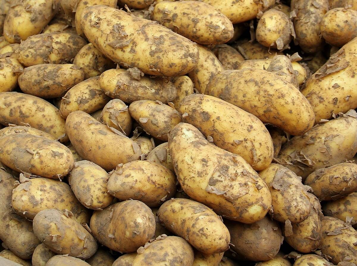 import ziemniaków, ukraina