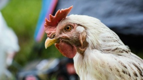 Fatalne skutki „Europejskiej Inicjatywy dla Kurczaków”. Ucierpią środowisko i portfele konsumentów. 